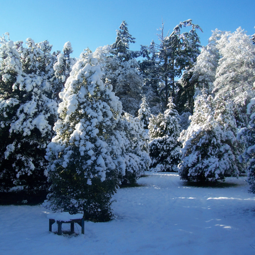 Snow-covered trees on a farm